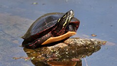285: 2025-09-21-Painted turtle 5M2_0499