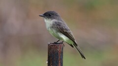 307: 2025-10-13-Eastern Phoebe 5M2_0880