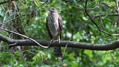 308: 2025-10-18-coopers hawk 5M2_0510