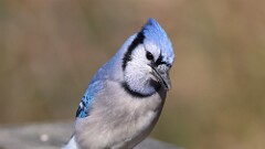323: 2025-11-20-Blue Jay 5M2_1465