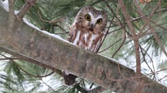 1: Northern saw-whet owl 5M2_0123
