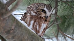 2: Northern saw-whet owl 5M2_0279