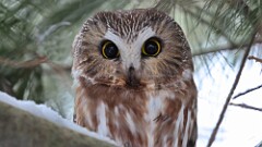 3: Northern saw-whet owl 5M2_0385-2
