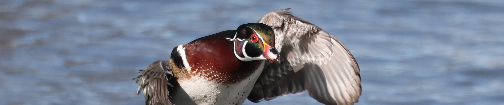 Click to show or hide the buttons