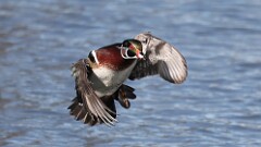 1: wood duck 5M2_0279