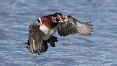 3: wood duck 5M2_0281