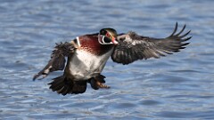 5: wood duck 5M2_0283