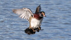 6: wood duck 5M2_0284
