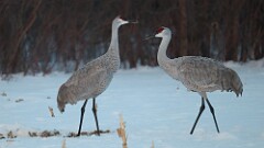 8: sandhill crane 5M2_1191