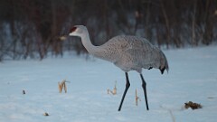9: sandhill crane 5M2_1251