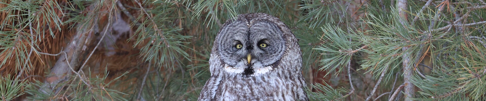 Click to show or hide the buttons