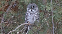 1: Great grey owl 5M2_0028