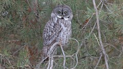 2: Great grey owl 5M2_0391
