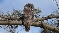 3: Great grey owl 5M2_1008