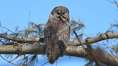 5: Great grey owl 5M2_1649
