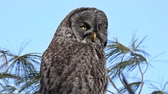 6: Great grey owl 5M2_1745