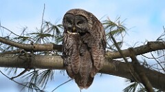 7: Great grey owl 5M2_1977