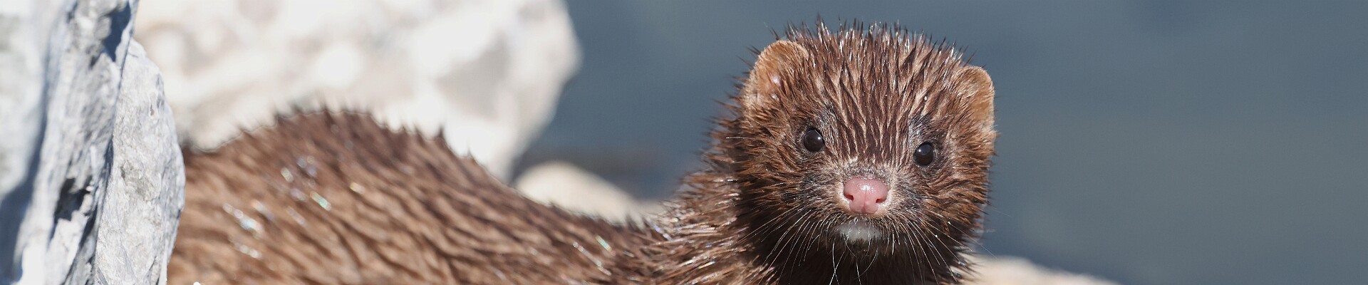 Click to show or hide the buttons