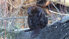1: beaver 5M2_2475