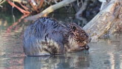 2: beaver 5M2_2816