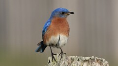 2: Eastern bluebird 5M2_1195