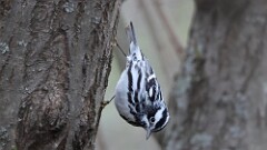 1: Black-and-white warbler 5M2_0467