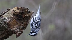2: Black-and-white warbler 5M2_0488