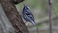 3: Black-and-white warbler 5M2_0501