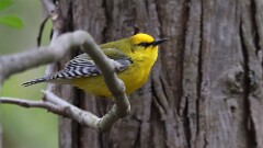 7: Blue-winged Warbler 5M2_0134