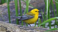 2: Prothonotary Warbler 5M2_0444