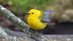 3: Prothonotary Warbler 5M2_0455