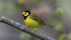 3: Hooded Warbler 5M2_1222