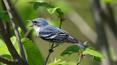 1: Cerulean Warbler 5M2_0487