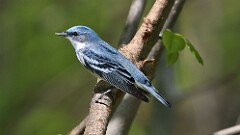 3: Cerulean Warbler 5M2_0611
