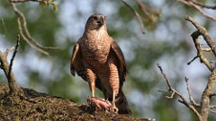 9: coopers hawk 5M2_1714